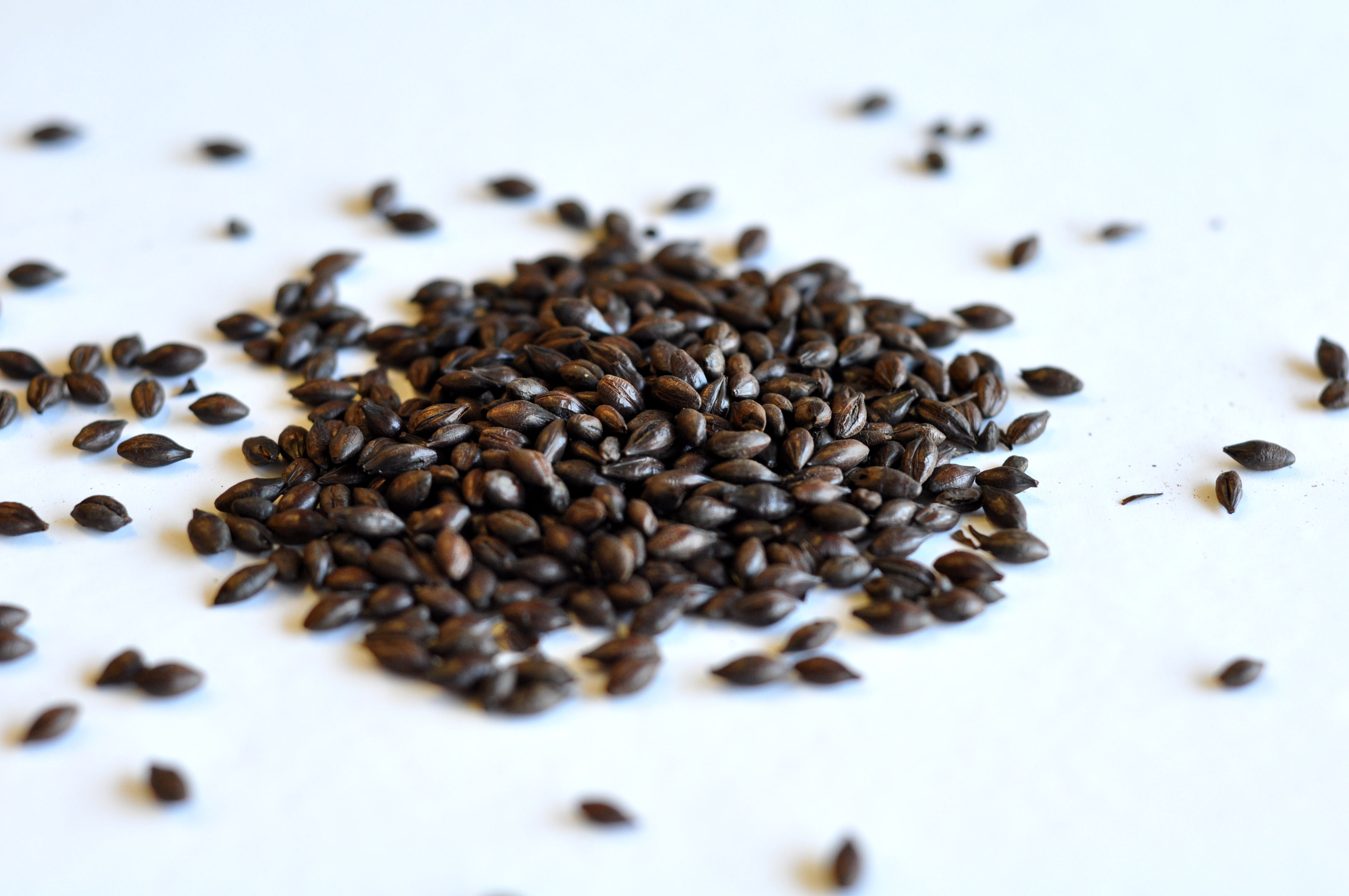 Roasted Barley (British)